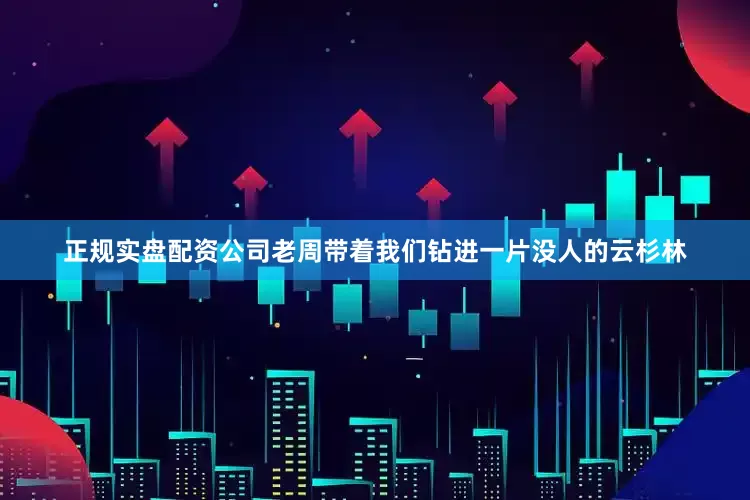 正规实盘配资公司老周带着我们钻进一片没人的云杉林